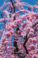 Japanese pink cherry blossoms