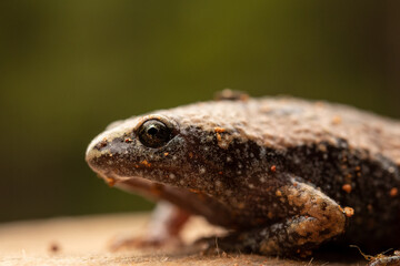 Narrow-mouthed Toad with Green Background