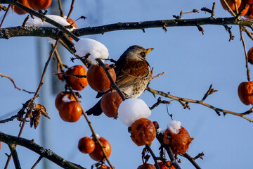 Fieldfare sitting on branch with apples from summer during winter