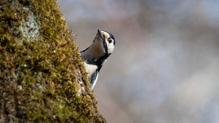 specht, bird, natur, wild lebende tiere, specht, tier, wild, baum, grossartig, black, bird, schnabel