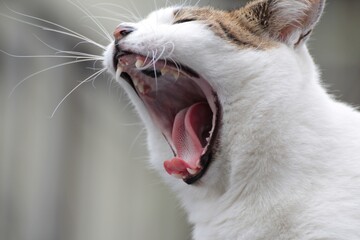 Cat with mouth open