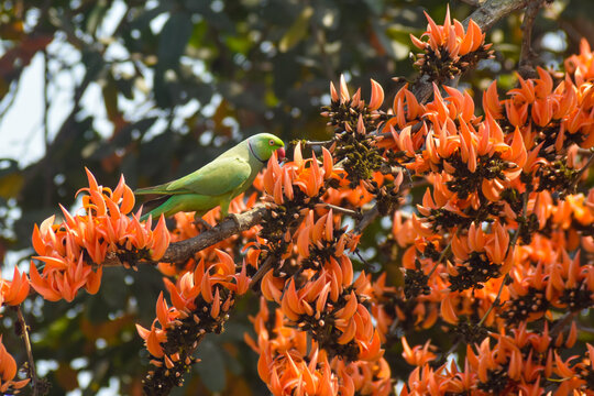 Green Parrot perching on branch of exotic flowers Butea Monosperma or palash flowers or flame of the forest