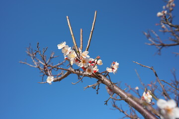 春の訪れを知らせる梅の開花