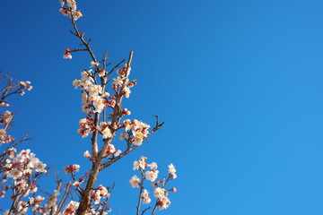 春の訪れを知らせる梅の開花