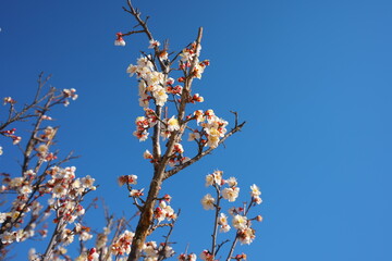春の訪れを知らせる梅の開花