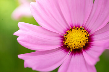 Obraz na płótnie Canvas close up of pink flower