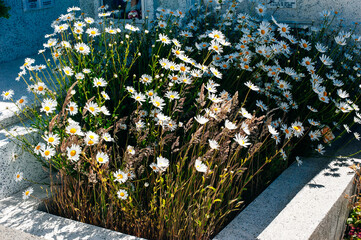Wild daisy flowers blooming among the graves burial sites