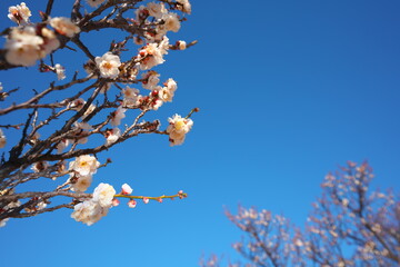 春の訪れを知らせる梅の開花