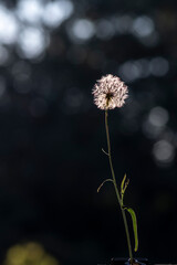detail of white dandelion flower (Taraxacum officinale) in Brazil
