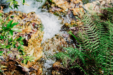 Leaves of tropical fern near stream.