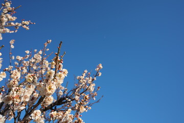 春の訪れを知らせる梅の開花
