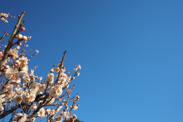 春の訪れを知らせる梅の開花