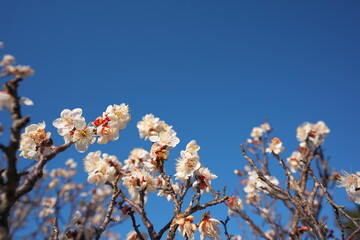 春の訪れを知らせる梅の開花