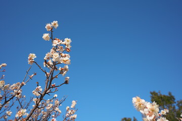 春の訪れを知らせる梅の開花