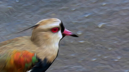 Oil painting simulation with real photography of a little Quero-Quero on the beach watching everything with her beautiful red eyes