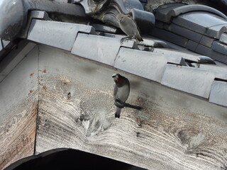 普段はスズメの遊び場ですが、珍しいお客様がいらっしゃいました。【コムクドリ】