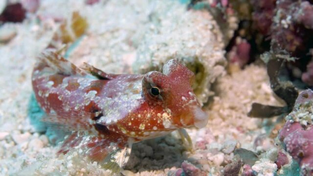 A bright red and white spotted scorpionfish (Scorpaenidae) swimming across the seafloor, over the grey filippino sand. It is moving around frantically, picking up pieces of sand with its mouth.