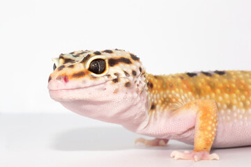 ヒョウモントカゲモドキ