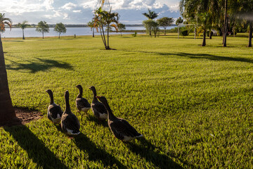 ducks on a lawn beside a lake in Brazil