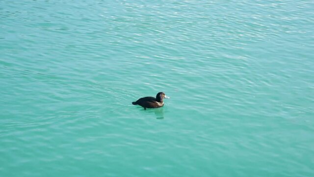 Black Teal Scaup, New Zealand's only diving duck, swims in jade water