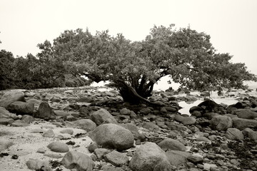 tree in the mountains