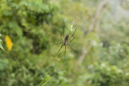 a spider that is waiting for its prey in the forest