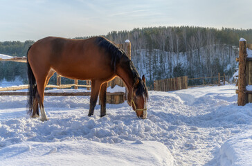 Fototapeta na wymiar Red-haired horse with black mane on white snow. The horse walks through the village yard, enclosed by a wooden fence. In the distance, you can see the rocks overgrown with forest. Gray-blue sky