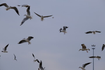 Overcast sky with many groups of seagulls and birds flying freely on the sky.