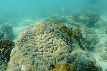 Closed up to Symphyllia coral or brain coral in the coral ref