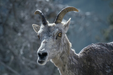 Mountain goat in Kananaskis Country
