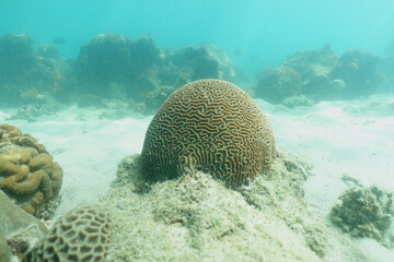 Brain massive coral, Platygyra species in the coral reef                           