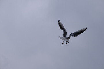 Overcast sky with many groups of seagulls and birds flying freely on the sky.