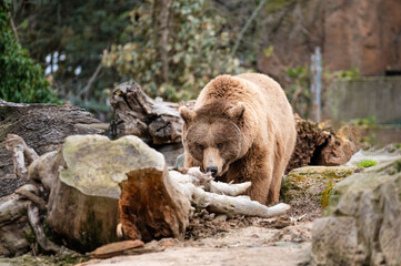 Brown bear (Ursus arctos) in captivity walking through its burrow