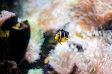 Yellow-tailed clownfish (Amphiprion clarkii) from the Pomacentridae family swimming in the coral reef	