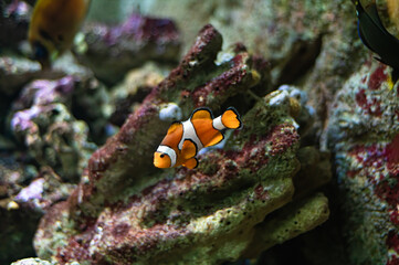 Clownfish or anemonefish (Amphiprioninae) from the Pomacentridae family swimming over a coral reef