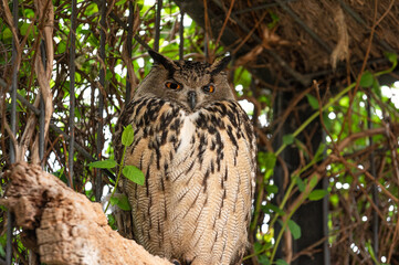 Eagle Owl (Bubo bubo) in captivity, perched on a branch in its cage