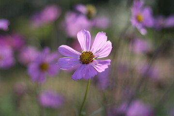 Obraz premium purple cosmos flower in the garden