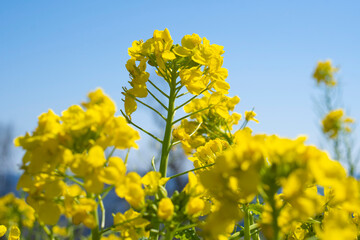 菜の花　春　