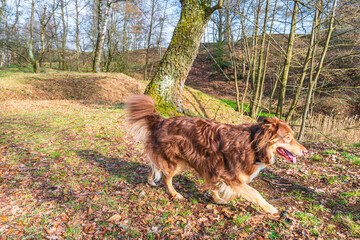 Ein Australian Sheperd rennt freudig durch den Wald