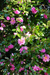 ガーデニング、ピンク色の艶やかな花々