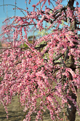 三重県伊勢市に咲く「しだれ梅の花」