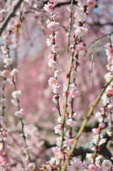 三重県伊勢市に咲く「しだれ梅の花」