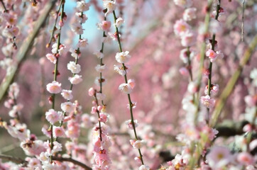 三重県伊勢市に咲く「しだれ梅の花」