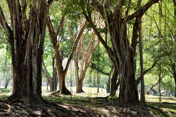 Natural green tree in park beautiful landscape