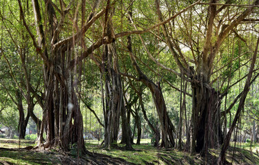 Natural green tree in park beautiful landscape