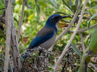 california scrub jay