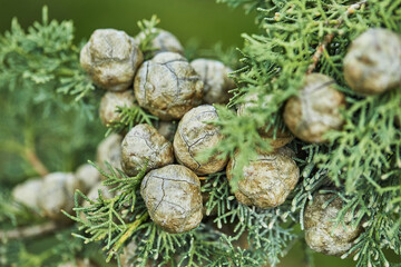 Fototapeta na wymiar Young blossoming cones on spruce in the forest in early spring, closeup