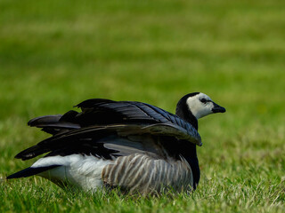 Barnacle goose lifting wings