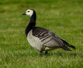 Barnacle goose