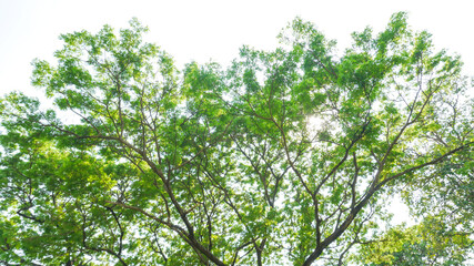 Leaves and branches of large trees spread over the small park.